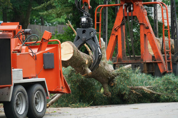 Best Tree Stump Removal  in Altavista, VA